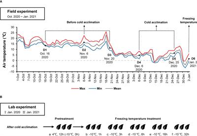 Field plus lab experiments help identify freezing tolerance and associated genes in subtropical evergreen broadleaf trees: A case study of Camellia oleifera
